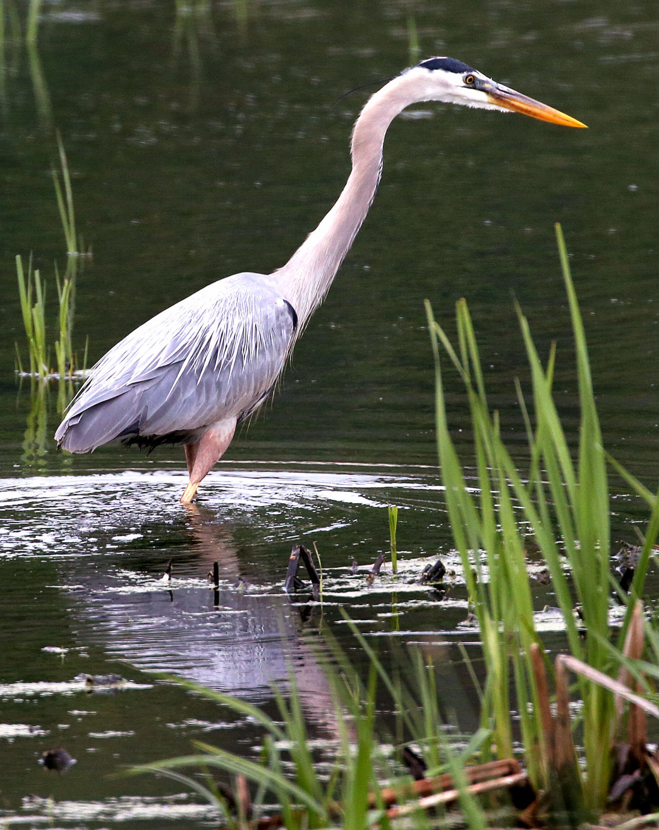 Wildlife in the La Crosse River marsh